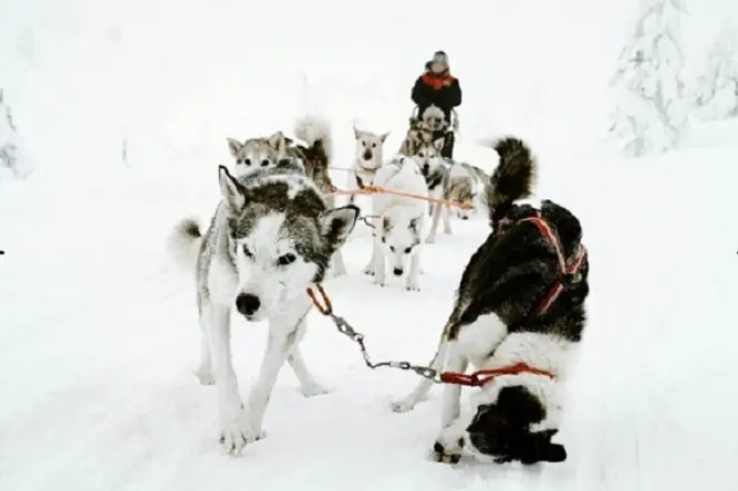 Canada-chiens-de-traineau-Circuit-Prometour