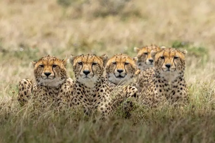 Guepard-Kenya-circuit-prometour