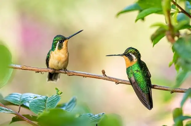 Costa-Rica-Colibri-Prometour