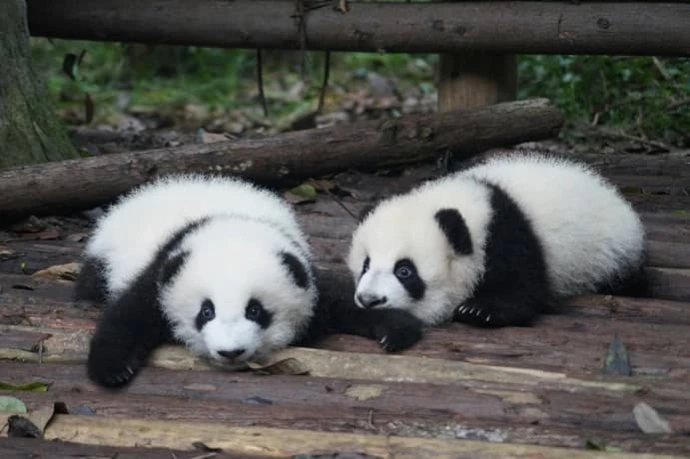 Panda Chine Prometour