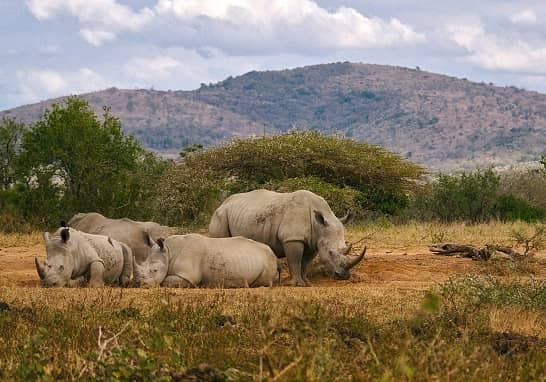 Afrique-du-sud-Rhinoceros-Circuit-Prometour