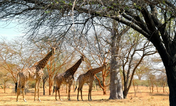 Senegal_Circuit-safari-girafes-savane-africaine-faune-sauvage-Prometour