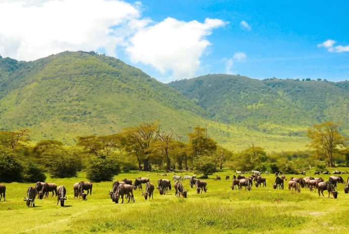 Parc national en Tanzanie avec paysage naturel et safari