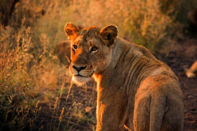 Animaux sauvages en Tanzanie lors d’un safari africain
