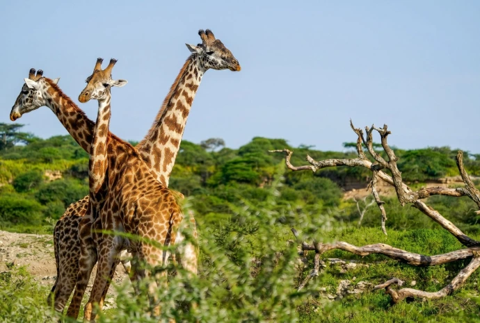 Girafes dans la savane tanzanienne lors d’un safari au cœur des grands parcs africains.