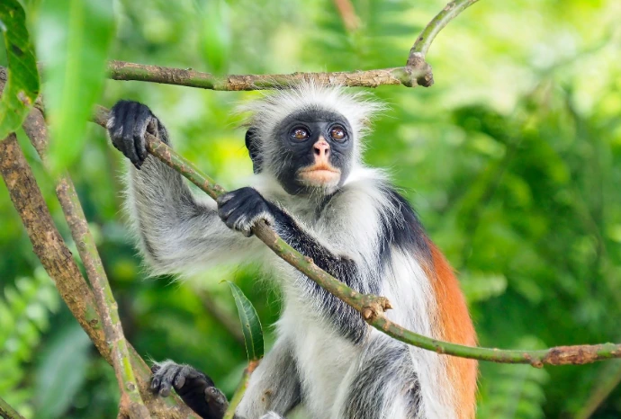 Singe colobe dans la forêt de Zanzibar, espèce emblématique de l’île au cœur d’un environnement naturel préservé.